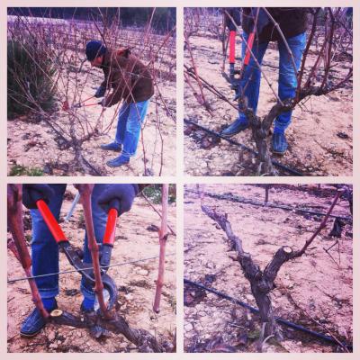 Day of Winetourism and Pruning the vines on 24.01