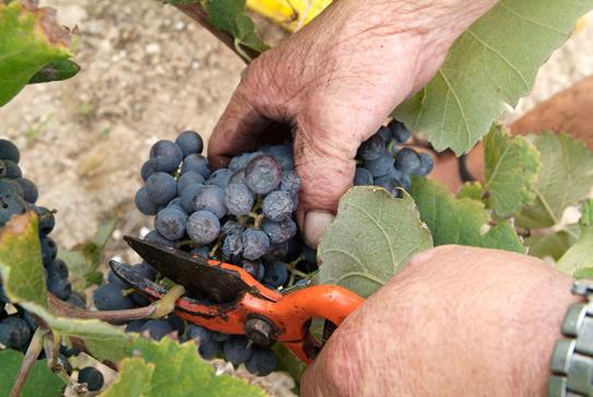 Recolección manual de la uva